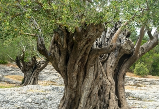 Cration jardins